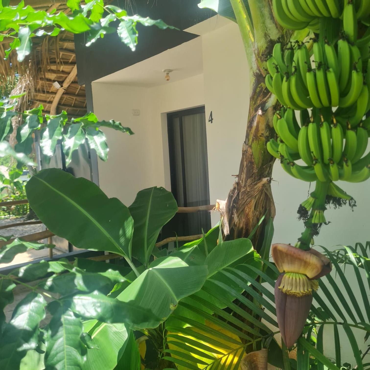 Bungalows Colibri Las Galeras Exterior photo